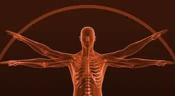 The human rib cage made a great model for safety The human rib cage made a great model for safety